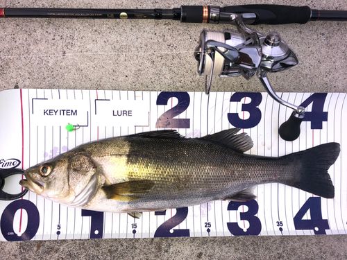 シーバスの釣果
