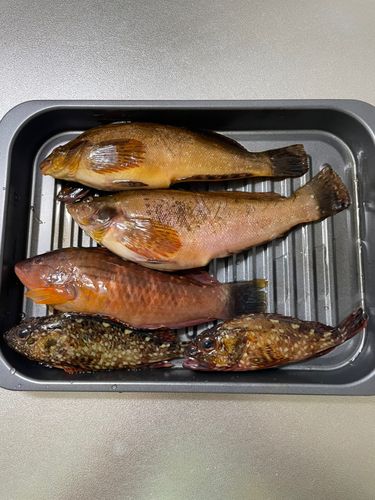 アイナメの釣果