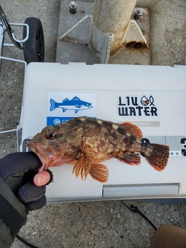 カサゴの釣果