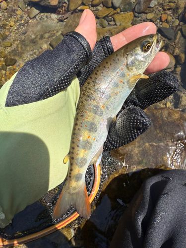 アマゴの釣果