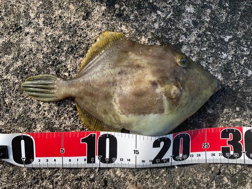 カワハギの釣果