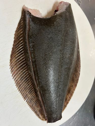 釣果