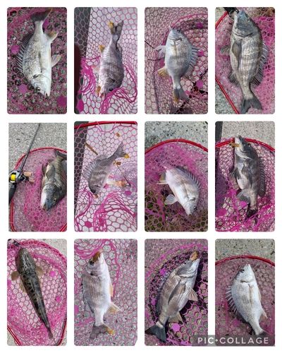 クロダイの釣果
