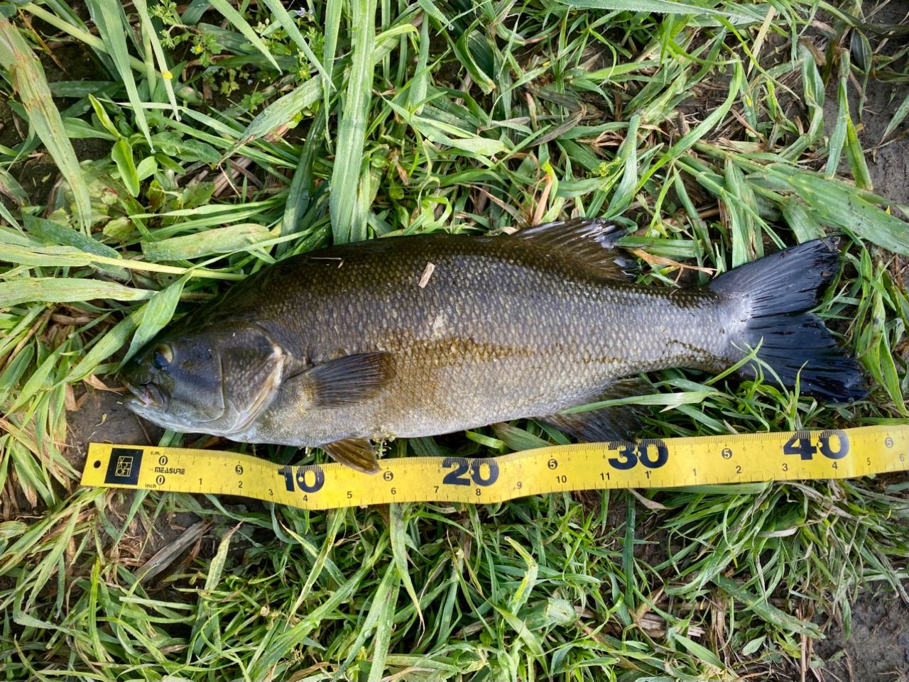 スモールマウスバス