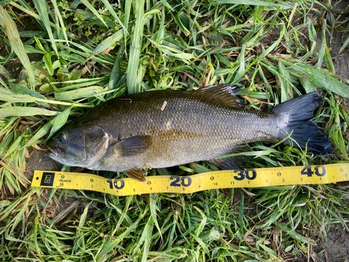 スモールマウスバスの釣果