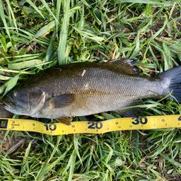 スモールマウスバス