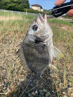 キビレの釣果