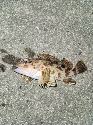カサゴの釣果