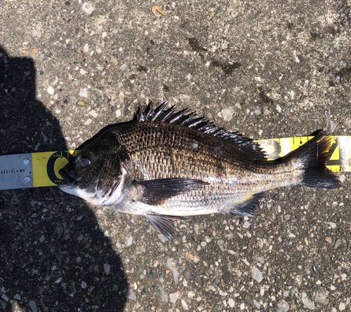 チヌの釣果