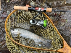 ヤマメの釣果
