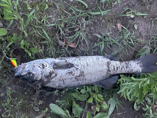 セイゴ（ヒラスズキ）の釣果