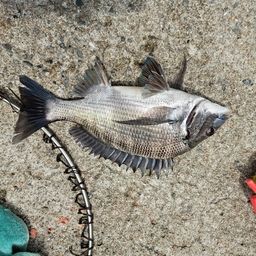 クロダイ