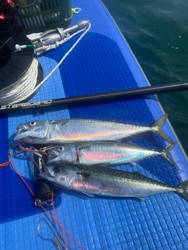 サバの釣果