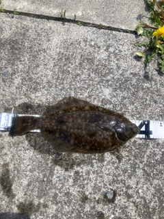 カレイの釣果