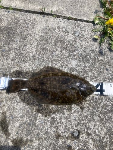 カレイの釣果