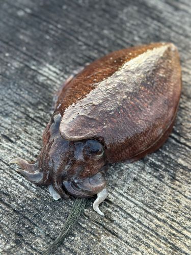 コウイカの釣果