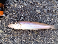 シロギスの釣果