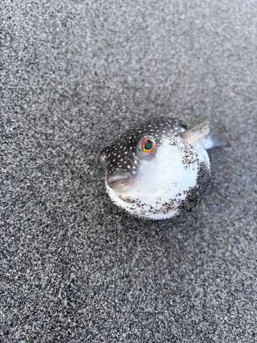 クサフグの釣果