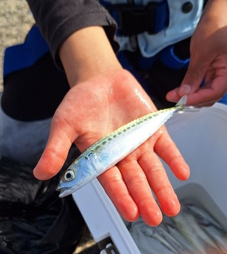 サバの釣果
