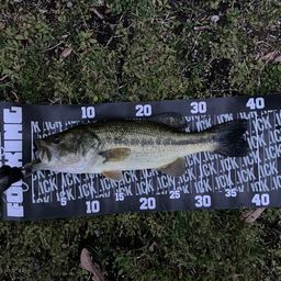 ラージマウスバス