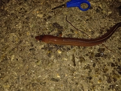 マアナゴの釣果