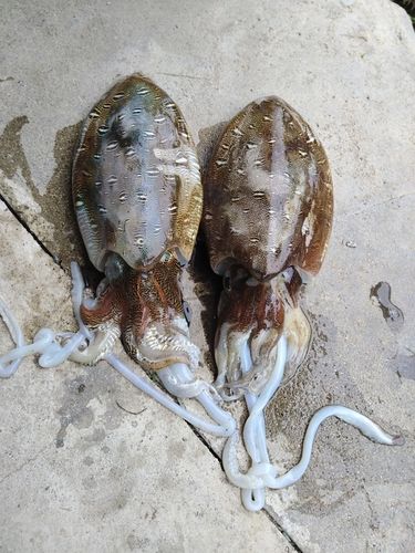 モンゴウイカの釣果
