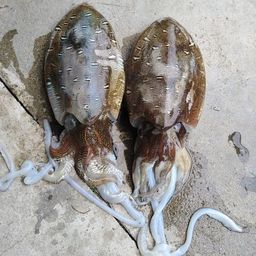 モンゴウイカ