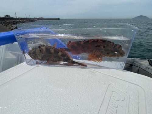 アラカブの釣果