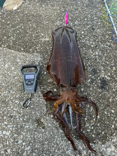 アオリイカの釣果