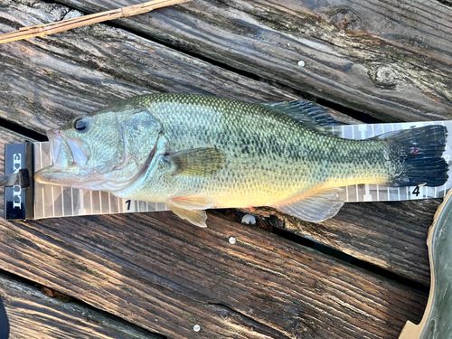 ブラックバスの釣果