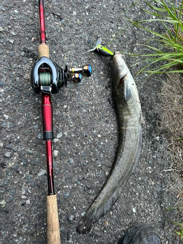 マナマズの釣果