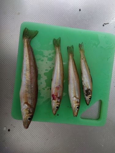 シロギスの釣果