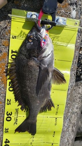 クロダイの釣果