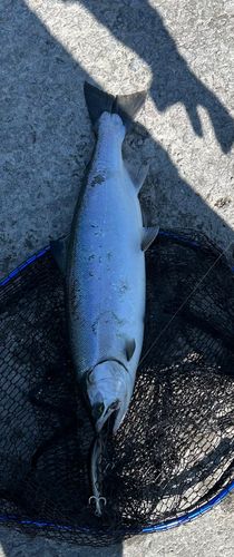 サクラマスの釣果