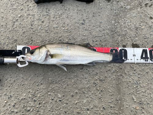 セイゴ（マルスズキ）の釣果