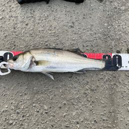 セイゴ（マルスズキ）