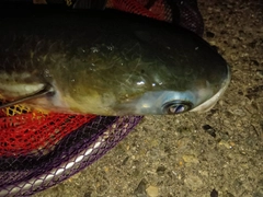 ボラの釣果