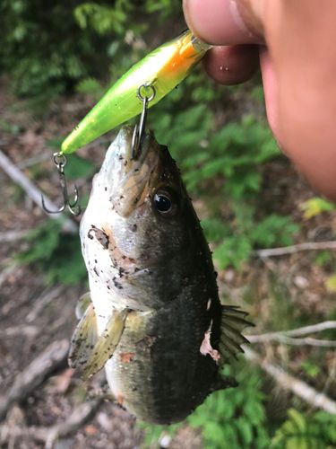 ヘラブナの釣果