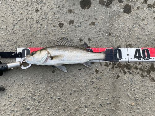 セイゴ（マルスズキ）の釣果