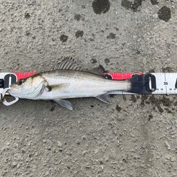 セイゴ（マルスズキ）