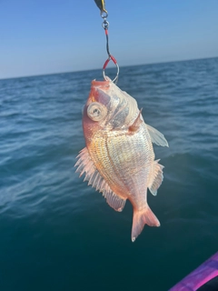 レンコダイの釣果