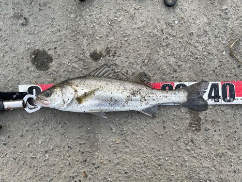セイゴ（マルスズキ）の釣果