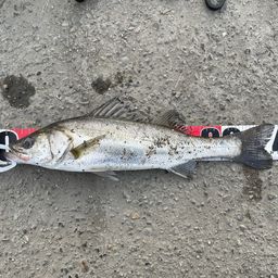 セイゴ（マルスズキ）