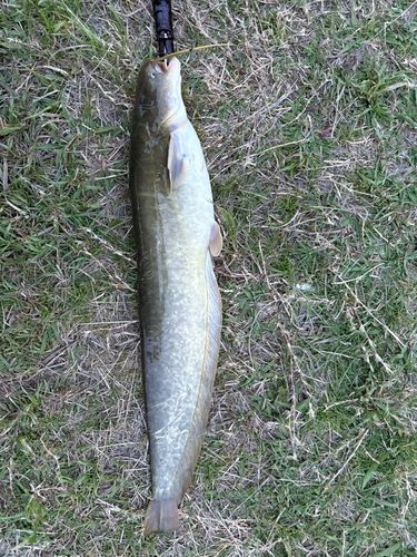 ナマズの釣果