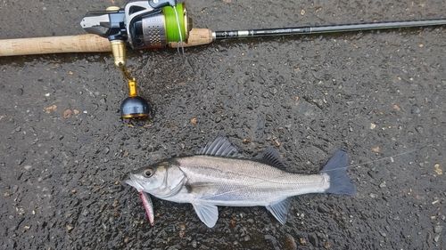 セイゴ（マルスズキ）の釣果