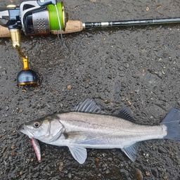 セイゴ（マルスズキ）