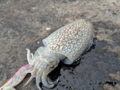 シリヤケイカの釣果