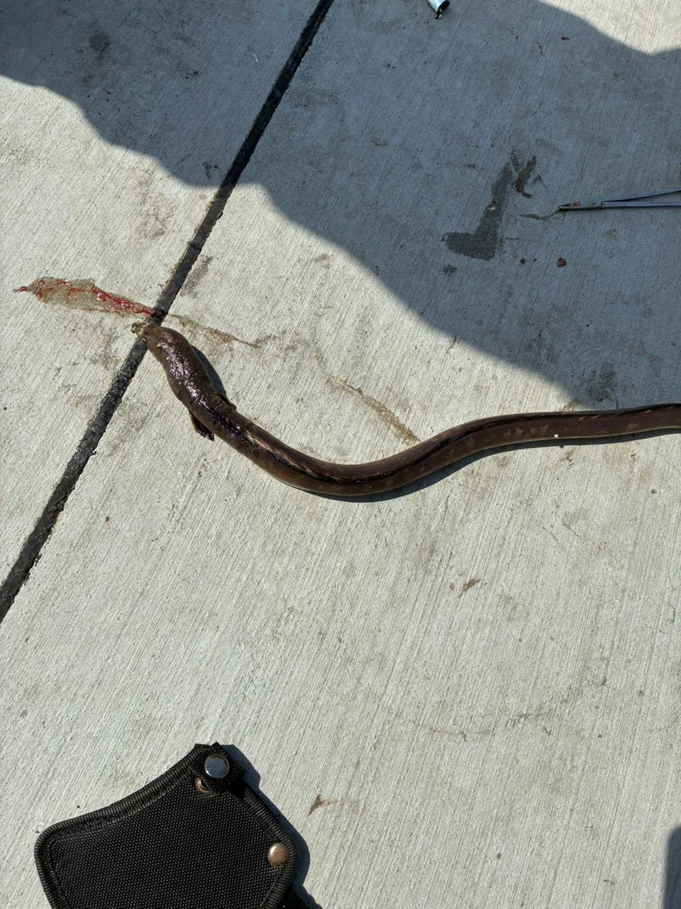 ホタテウミヘビ