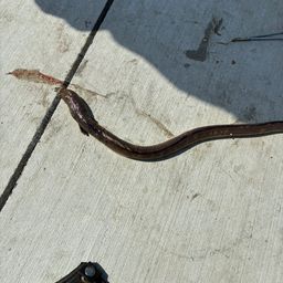 ホタテウミヘビ