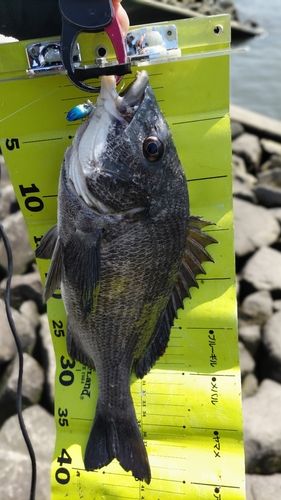 クロダイの釣果